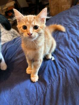Oswald (So Silly) -  Domestic Long Hair Cat for Adoption in Mobile, Alabama - Oswald (So Silly) | PetCurious