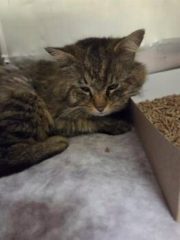 Domestic Long Hair Cats Available for Adoption in Indianapolis, Indiana - TOBY | PetCurious