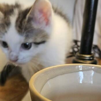 Bob -  Domestic Short Hair Cat for Adoption in Harrisonburg, Virginia - Bob | PetCurious