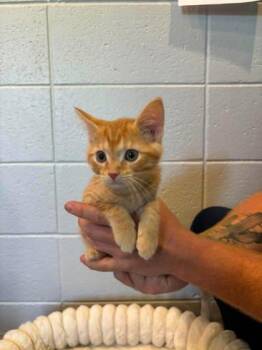 Domestic Short Hair Cats Available for Adoption in Paducah, Kentucky - Caesar | PetCurious