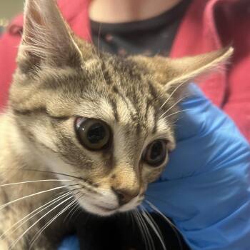 Saffron -  Domestic Short Hair Cat for Adoption in Port Townsend, Washington - Saffron | PetCurious