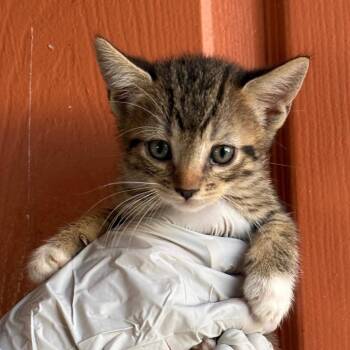 Domestic Short Hair Cats Available for Adoption in Huntington Beach, California - Charlotte | PetCurious