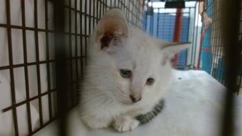 SABRINA -  Siamese Cat for Adoption in Doral, Florida - SABRINA | PetCurious