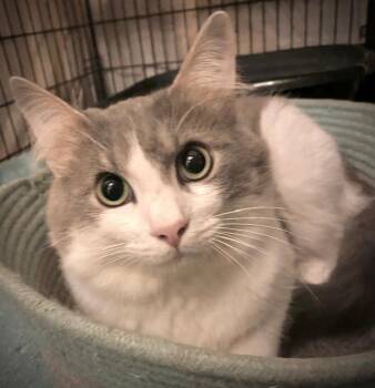 Rescue Domestic Medium Hair and Maine Coon Cats for Adoption in Ridgeside, Tennessee - Homer | PetCurious