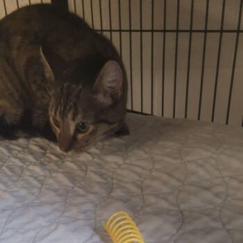 Domestic Short Hair Cats Available for Adoption in East St. Louis, Illinois - Raindrop-C | PetCurious