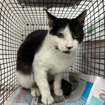 Domestic Short Hair Cats Available for Adoption - Baby | PetCurious