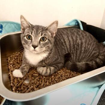 John carpenter -  Domestic Short Hair Cat for Adoption in Fredericksburg, Virginia - John Carpenter | PetCurious