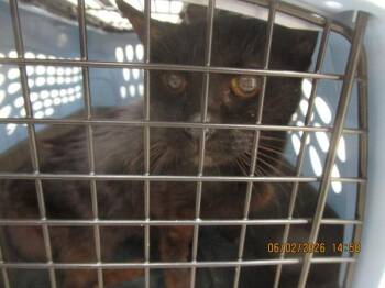 (610) -  Domestic Short Hair Cat for Adoption in Marietta, Georgia - (610) | PetCurious