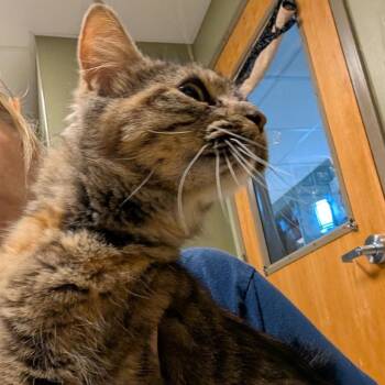 Foxy Ferrari -  Domestic Medium Hair Cat for Adoption in Baltimore, Maryland - Foxy Ferrari | PetCurious