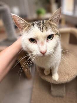 Tabby Cats Available for Adoption in Napa, California - Harlow Napa | PetCurious
