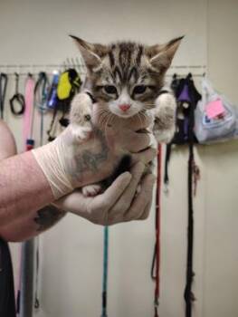 Berry Spears -  Domestic Short Hair Cat Available for Adoption - Berry Spears | PetCurious