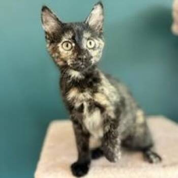 Zuma -  Domestic Short Hair Cat for Adoption in Sweetwater, Tennessee - Zuma | PetCurious