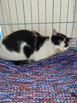 Taylor -  Domestic Short Hair Cat for Adoption in Gainesville, Florida - Taylor | PetCurious