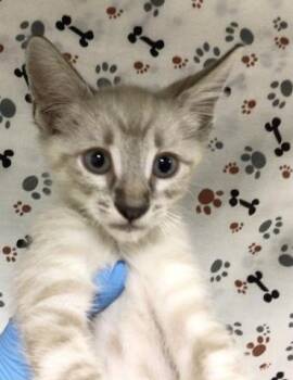 MOMO -  Domestic Short Hair Cat for Adoption in Riverside, California - MOMO | PetCurious