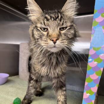 Sivir -  Domestic Medium Hair Cat for Adoption in Washington, Utah - Sivir | PetCurious