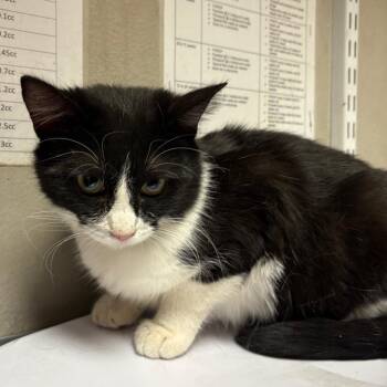 Domestic Short Hair Cats Available for Adoption in Yuma, Arizona - Smooches | PetCurious