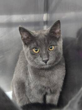 Buck -  Domestic Short Hair Cat for Adoption in Mount Vernon, Ohio - Buck | PetCurious