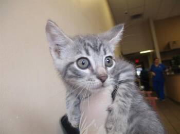 Domestic Short Hair Cats Available for Adoption in Ocala, Florida - A382353 | PetCurious