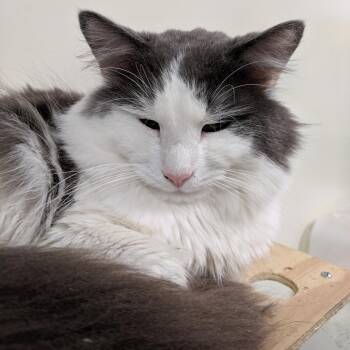 Rex -  Domestic Medium Hair Cat for Adoption in Lynchburg, Virginia - Rex | PetCurious