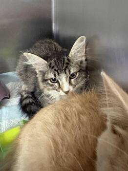 Tiki -  Domestic Short Hair Cat for Adoption in Cincinnati, Ohio - Tiki | PetCurious