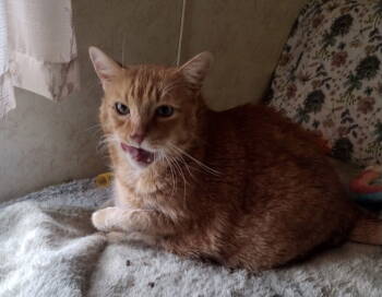 Rescue Domestic Short Hair Cats for Adoption in Breinigsville, Pennsylvania - Mikey (Bugsy) | PetCurious