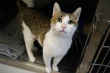 Apollo -  Tabby Cat for Adoption in New Milford, Connecticut - Apollo | PetCurious