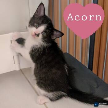 Acorn -  Domestic Short Hair Cat for Adoption in Fort Lauderdale, Florida - Acorn | PetCurious