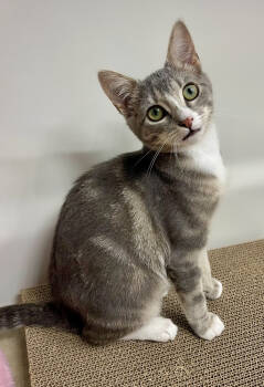 Rescue Domestic Short Hair and Tabby Cats for Adoption in Wendell, North Carolina - Millie | PetCurious