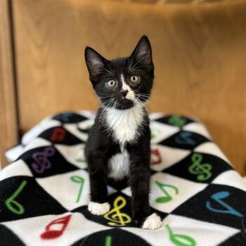 Domestic Short Hair Cats Available for Adoption in Fargo, North Dakota - Allegro--In Foster | PetCurious