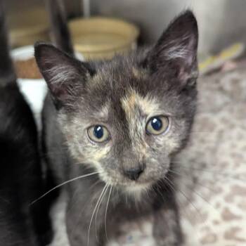 Lista -  Domestic Short Hair Cat for Adoption in Evansville, Indiana - Lista | PetCurious