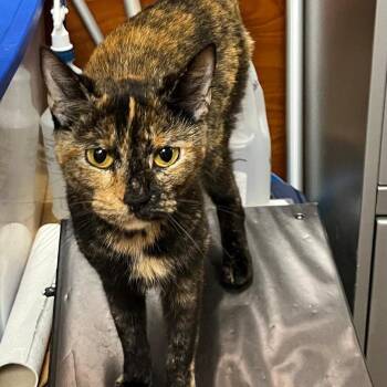 Maxine -  Domestic Short Hair Cat for Adoption in Philadelphia, Pennsylvania - Maxine | PetCurious