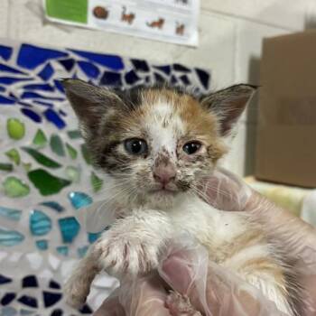 LADY BINKY -  Domestic Short Hair Cat for Adoption in Pensacola, Florida - LADY BINKY | PetCurious