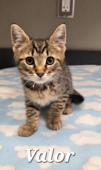 Valor -  Domestic Short Hair Cat for Adoption in Sidney, Ohio - Valor | PetCurious