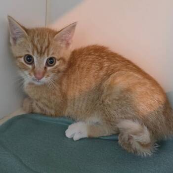 Victoria -  Domestic Short Hair Cat for Adoption in Jefferson City, Tennessee - Victoria | PetCurious