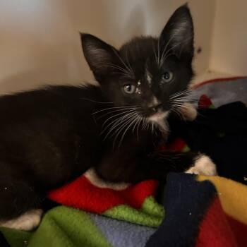 Domestic Short Hair Cats Available for Adoption in Phoenix, Arizona - Wario | PetCurious