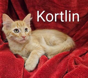Rescue Domestic Medium Hair Cats for Adoption in Spring, Texas - Kortlin - North Conroe Petsmart | PetCurious