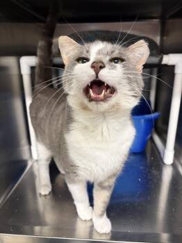 Vinnie -  Domestic Short Hair Cat for Adoption in Royal Oak, Michigan - Vinnie | PetCurious