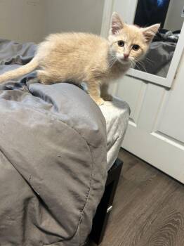 Terrestrial -  Domestic Short Hair Cat for Adoption in Cincinnati, Ohio - Terrestrial | PetCurious