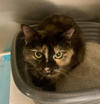 Wednesday -  Domestic Short Hair Cat for Adoption in Thayne, Wyoming - Wednesday | PetCurious
