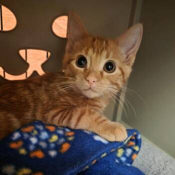 Cherry -  Domestic Short Hair Cat for Adoption in Oshkosh, Wisconsin - Cherry | PetCurious