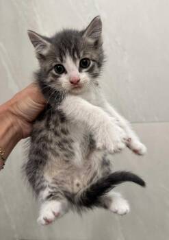 Puff -  Domestic Short Hair and Tabby Cat for Adoption in New York, New York - Puff | PetCurious