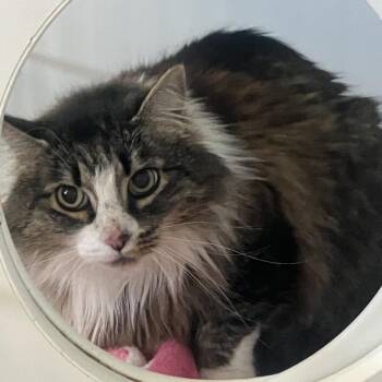 Calliope -  Domestic Long Hair Cat for Adoption in Grass Valley, California - Calliope | PetCurious