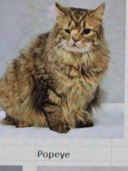 Domestic Short Hair Cats Available for Adoption in Cincinnati, Ohio - Popeye | PetCurious