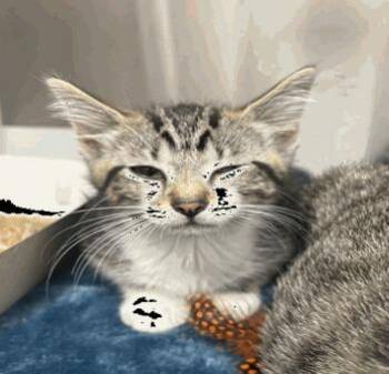 Anastasia -  Domestic Short Hair Cat for Adoption in Cincinnati, Ohio - Anastasia | PetCurious