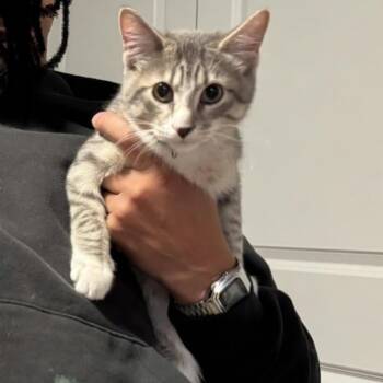 Tuxedo Cats Available for Adoption in Hanson, Massachusetts - Mitchie | PetCurious