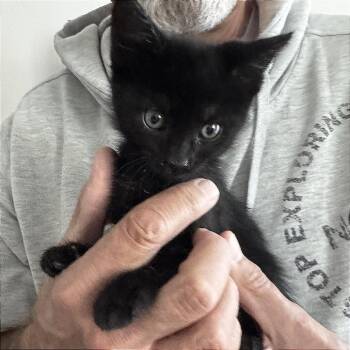 Domestic Short Hair Cats Available for Adoption in Pleasant Hill, California - A1046692 Boss Lady | PetCurious