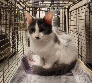 DIESEL -  Domestic Medium Hair Cat for Adoption in San Antonio, Texas - DIESEL | PetCurious