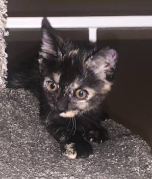 Mallory (A142566) -  Tortoiseshell Cat for Adoption in Burbank, California - Mallory (A142566) | PetCurious