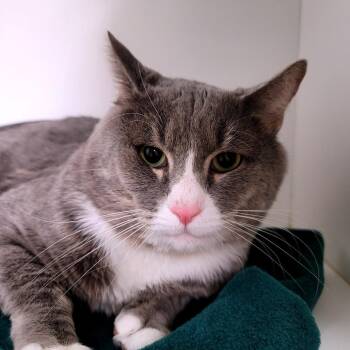 Rescue Domestic Short Hair Cats for Adoption in Las Vegas, Nevada - Weezie | PetCurious