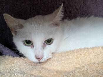 Rescue Domestic Short Hair Cats for Adoption in Hyde Park, New York - Snow | PetCurious